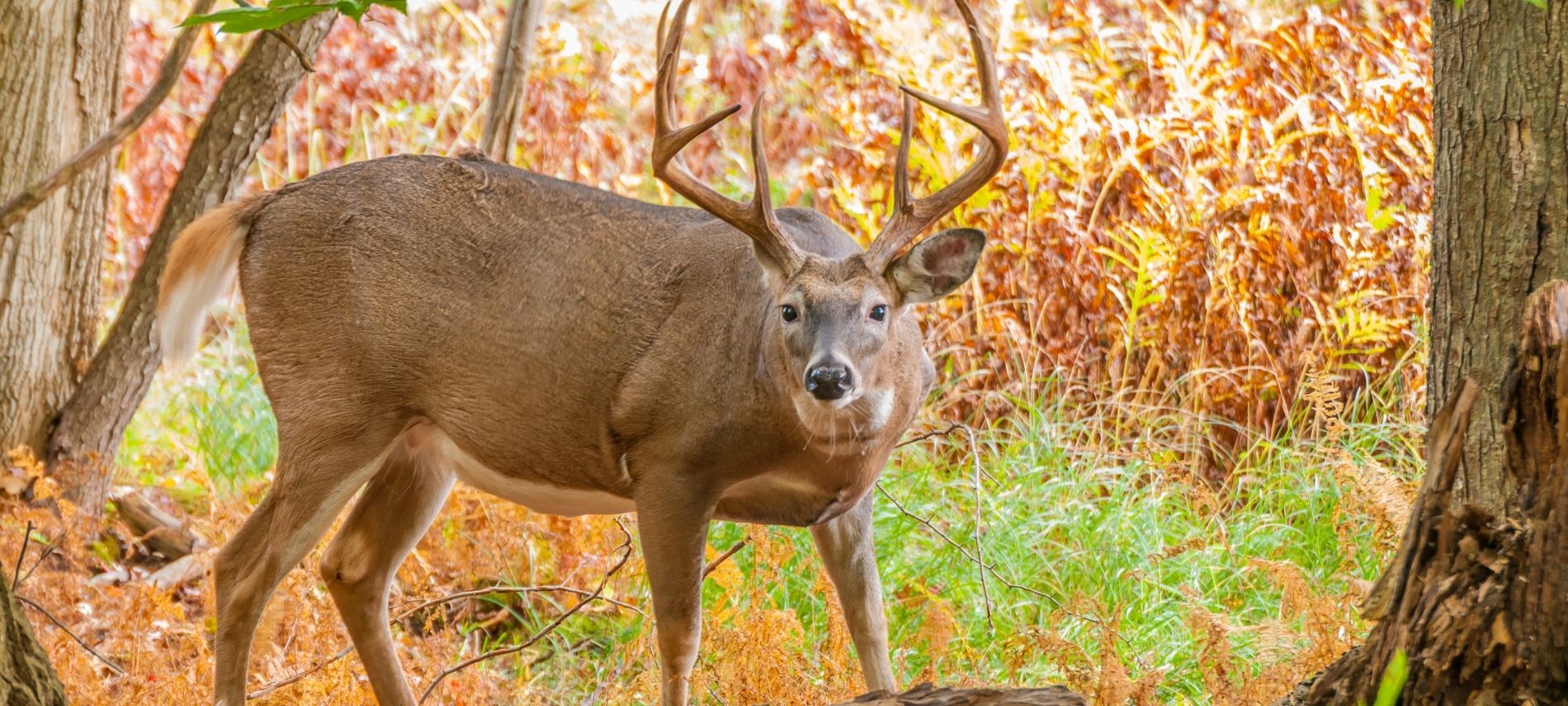 a buck whitetail deer is looking at the camera in a fall forest setting