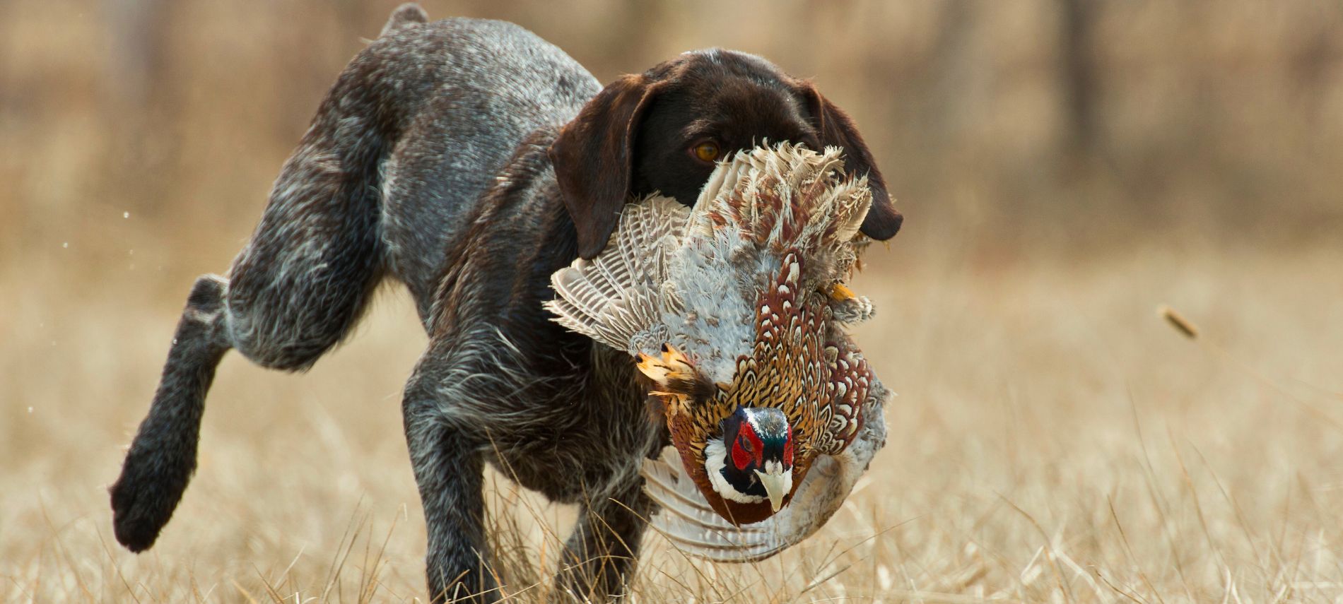 hunting dog with pheasant outdoors