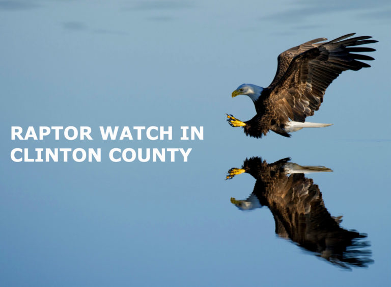 Spotting Bald Eagles in Clinton County, IL